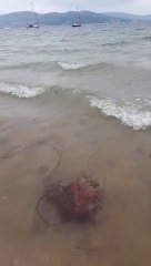 Lion's Mane jellyfish spotted in Swilly surf