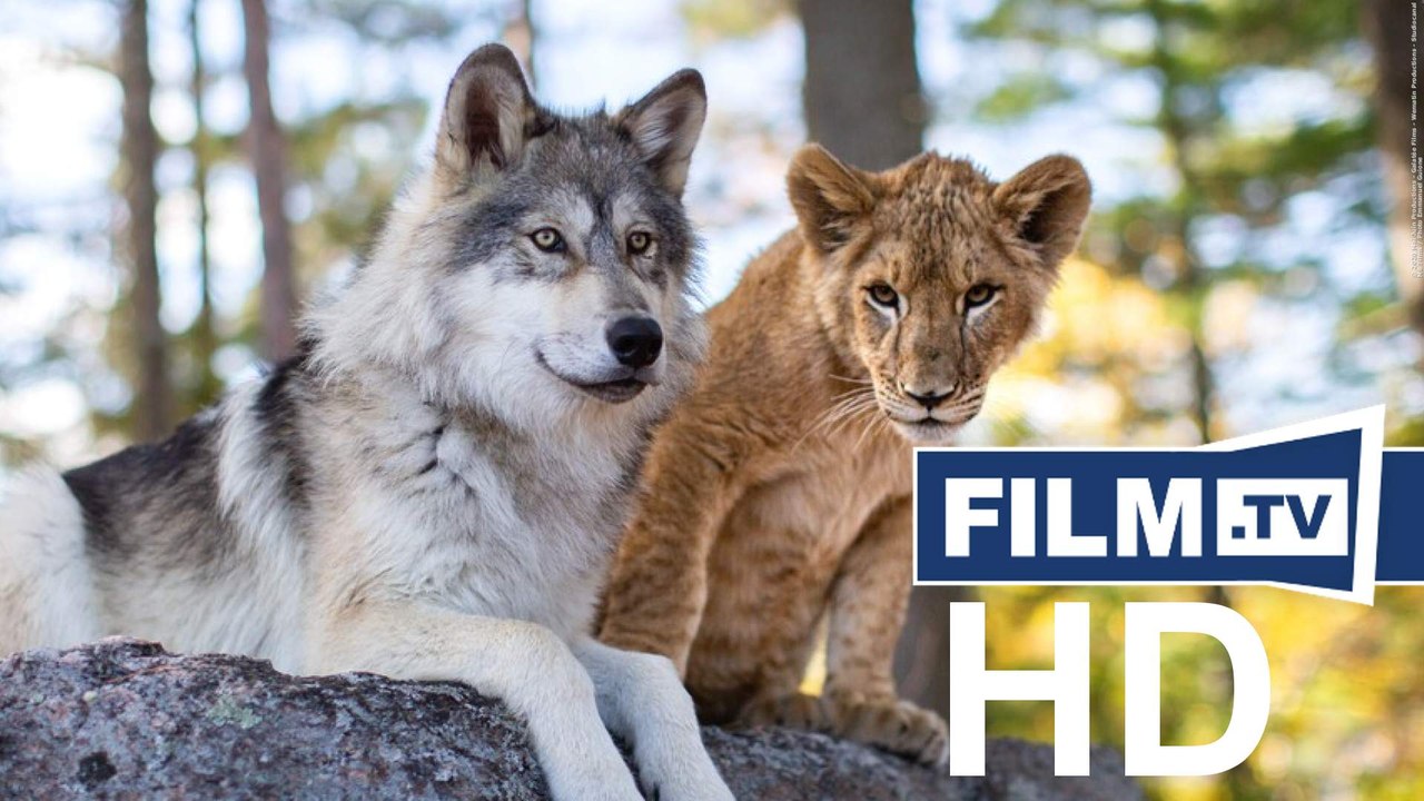 Der Wolf und der Löwe Trailer Deutsch German (2021)