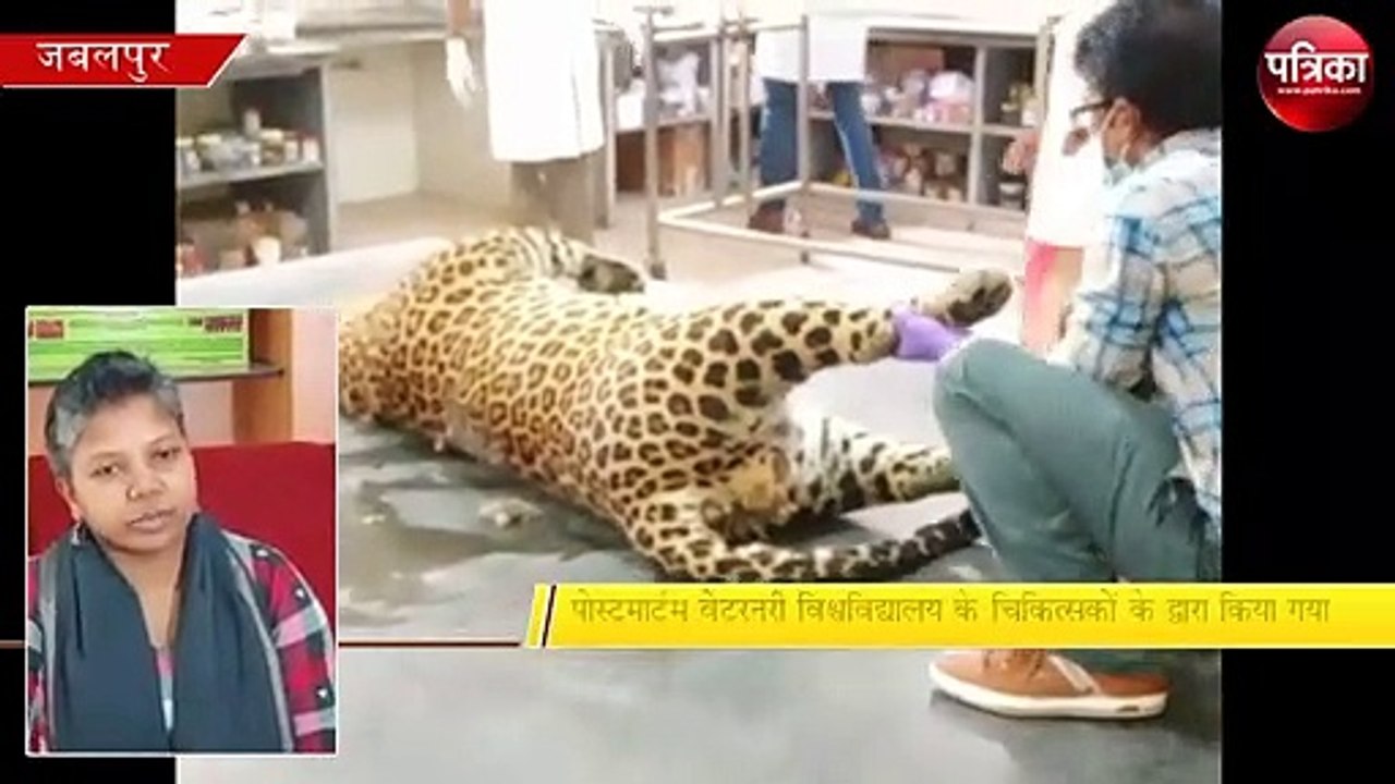 कटनी में तेंदुए की मौत, जबलपुर में पोस्टमार्टम - देखें वीडियो