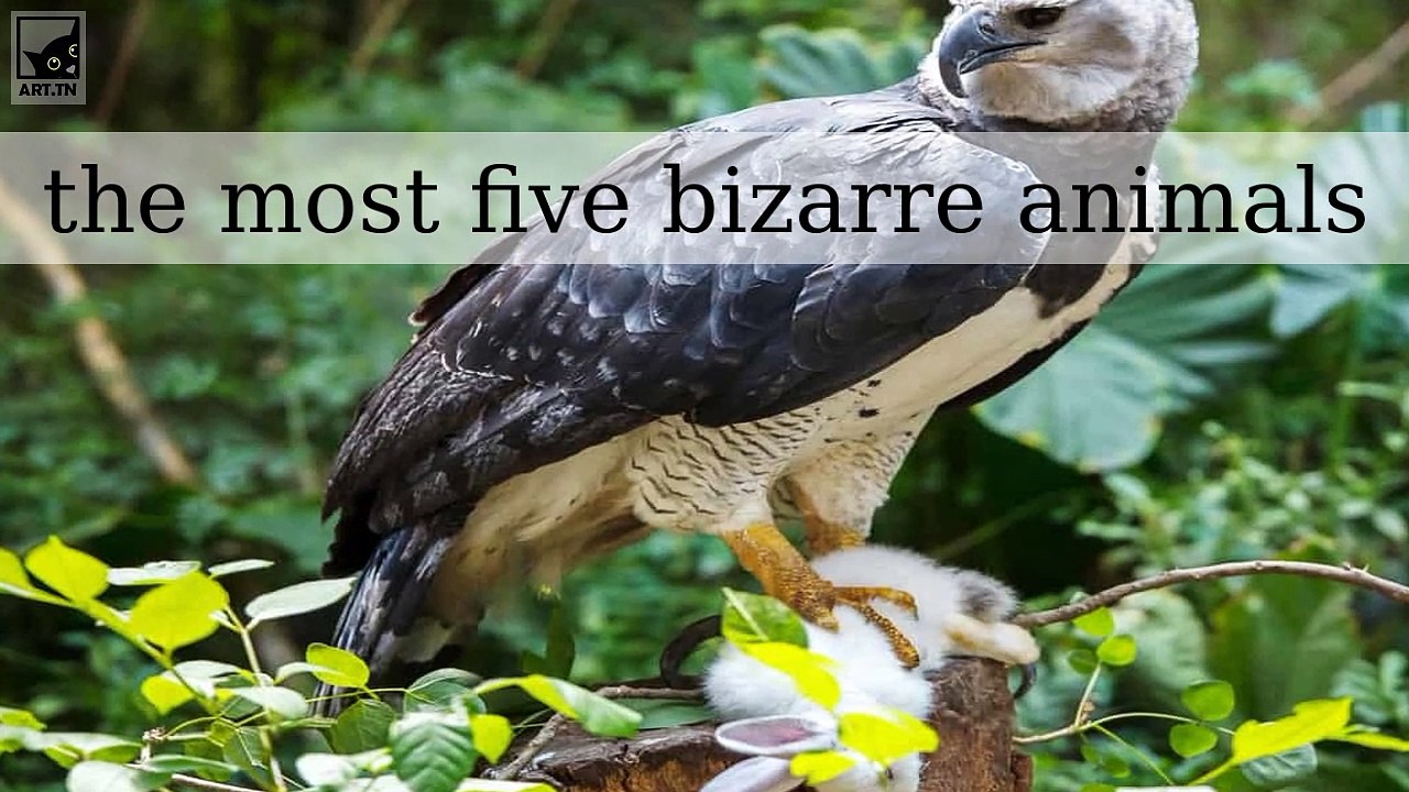 the most five bizarre animals