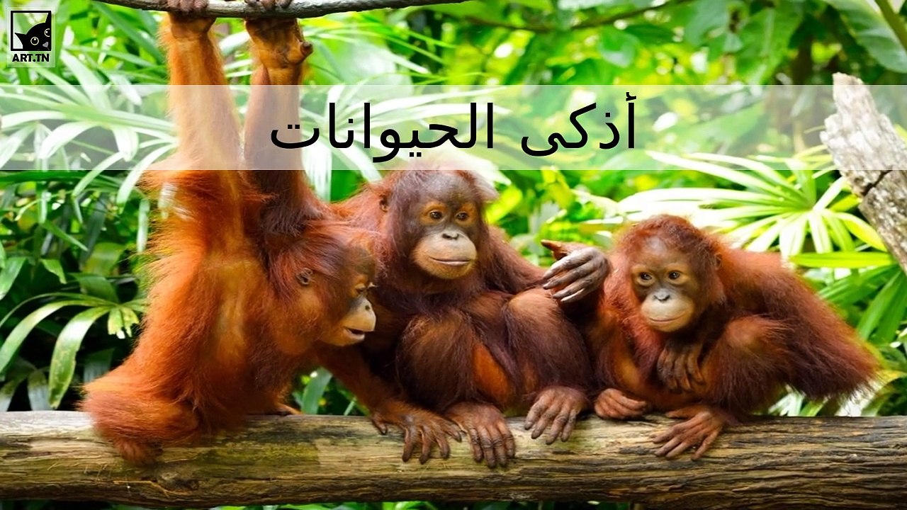 أذكى 6 حيوانات في العالم