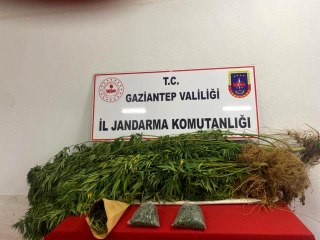 Son dakika haberleri... Jandarmadan hint keneviri ekilen adreslere operasyon