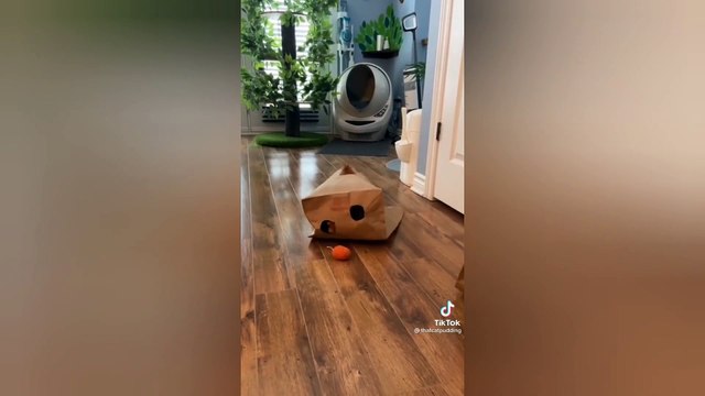 SWEET CATS Videos That Can Cure Your BAD MOOD || FUNNY CAT VIDEOS ||CAT SKILLS