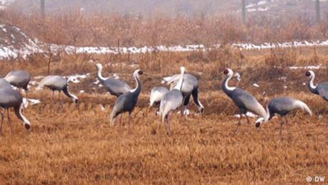 Corea: Grullas en la zona restringida