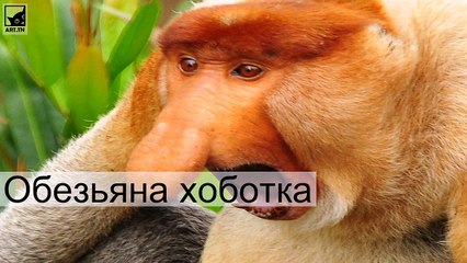 Самые уродливые животные планеты