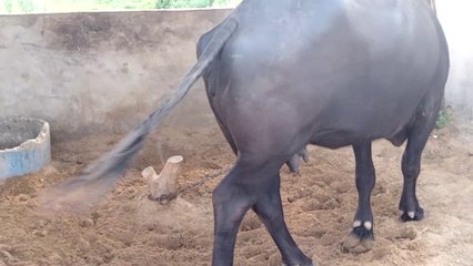 Indian Beautiful Buffalo || Indian Beautiful Animals. #animals #pets #nature