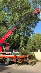 Bursa'da mahalleli cami avlusundaki ağaç kesimini durdurdu