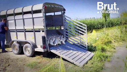 Et si les canards remplaçaient les pesticides ?