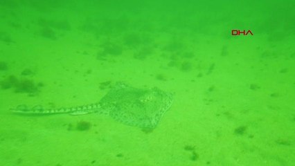 İSTANBUL TBMM MÜSİLAJ ARAŞTIRMA KOMİSYONU ÜYELERİ BÜYÜKADADA DALIŞ YAPTI