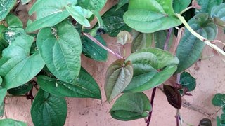 Beautiful Ratalu Bell || Indian Vegetables Plants #nature #vegetables #bells