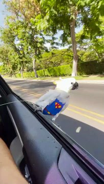 Super Bird Surfs From Car