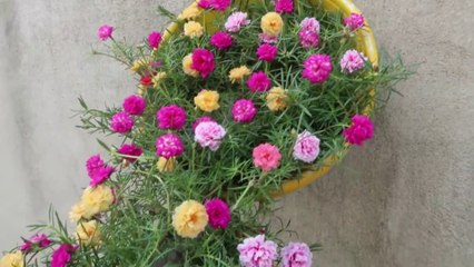 Beautiful Mossrose Waterfall Garden Ideas