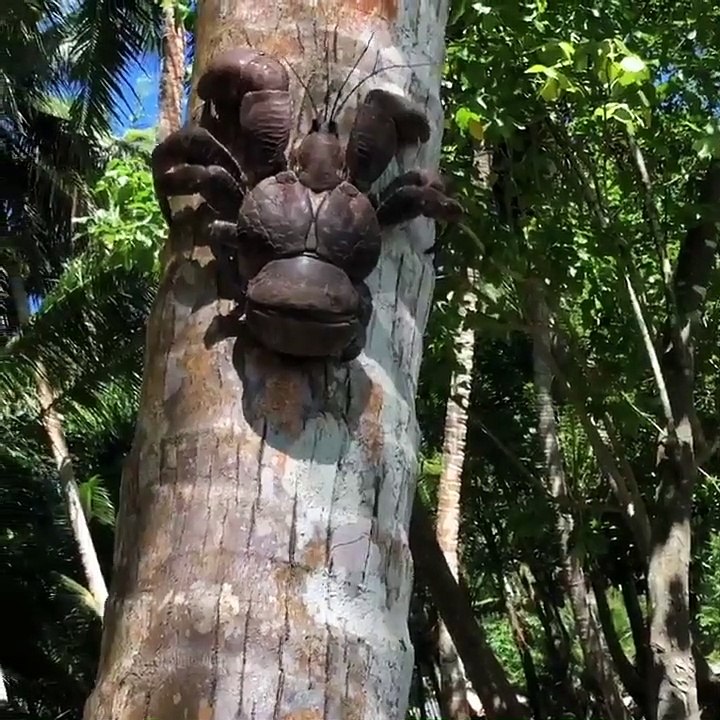 Close up video of a coconut crab 