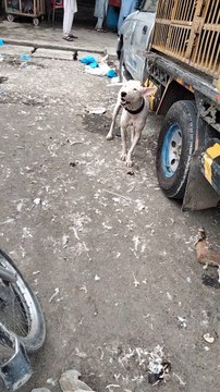 Angry Dog Barking Sounds Effect Loud