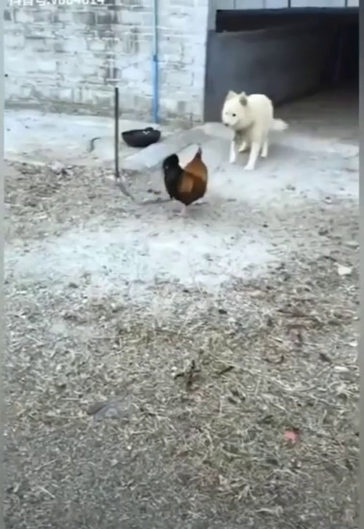 ⁣Dog and chicken fight _ cute dog funny video _ Chicken Vs Dog _ Funny Dog Fight videos #dog