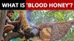 What is ‘Blood Honey’ Made By Sundarbans’ Moulis?