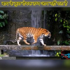 बाघ के कुछ रोचक तथ्य जो किसी को  नहीं पता है