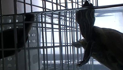 【Lamu chan】3502【ラムちゃん】