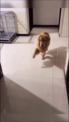 Download Video: Ce chien se moque de son maitre qui a la jambe cassée