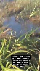 Cocódrilo se come un dron que lo filmaba
