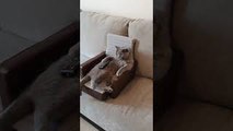 Cat Comfortably Watches Movie