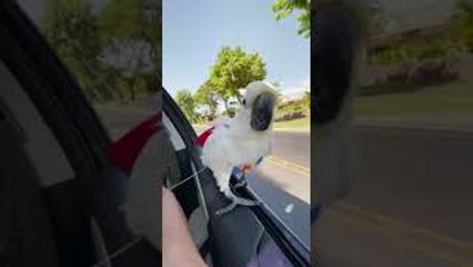 Super Bird Surfs From Car