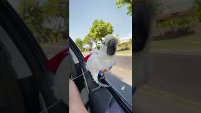 Super Bird Surfs From Car
