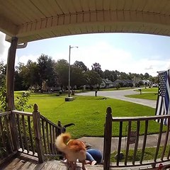 Owner Clings to Rambunctious Dog Down Deck