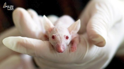 Look to Mice! Scientists Induce Hallucinations in Mice to Study the Nature of Psychotic Disorders