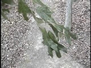 Clip from Bigfoot: A Family Adventure