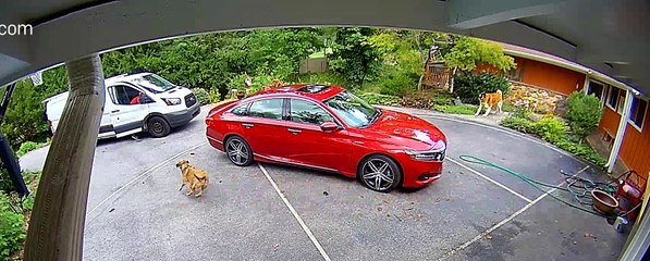 Loose Dogs Scare Delivery Drivers