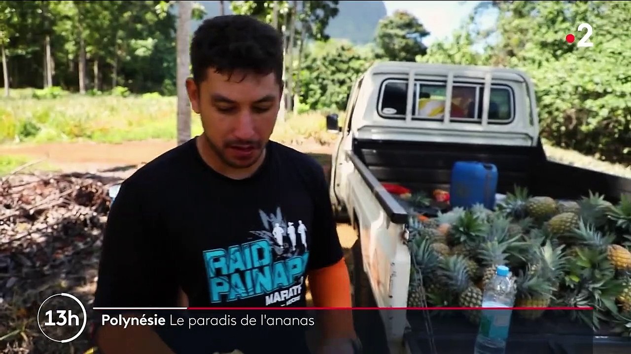 Polynésie : Moorea, l'île aux ananas