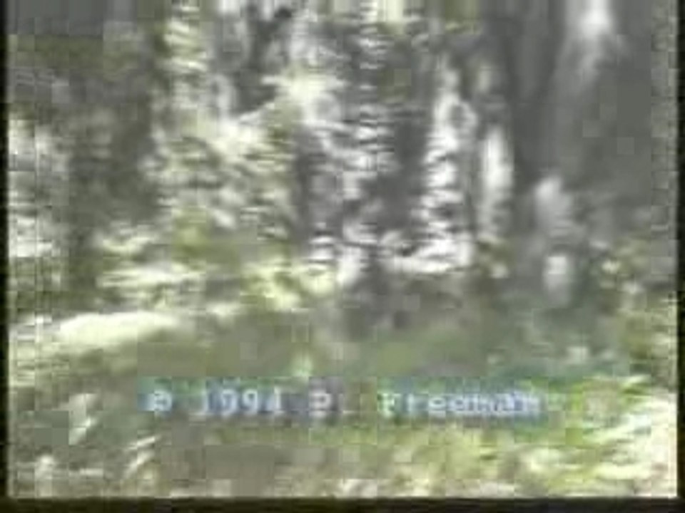 The Freeman  Footage