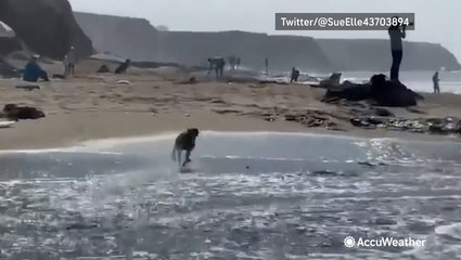 Dog thinks about hanging ten before turning tail instead