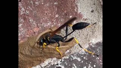 Dirt Dauber Builds Its Mud House