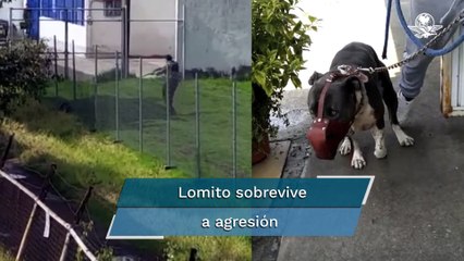 Perro baleado con un rifle en Tultepec logró sobrevivir