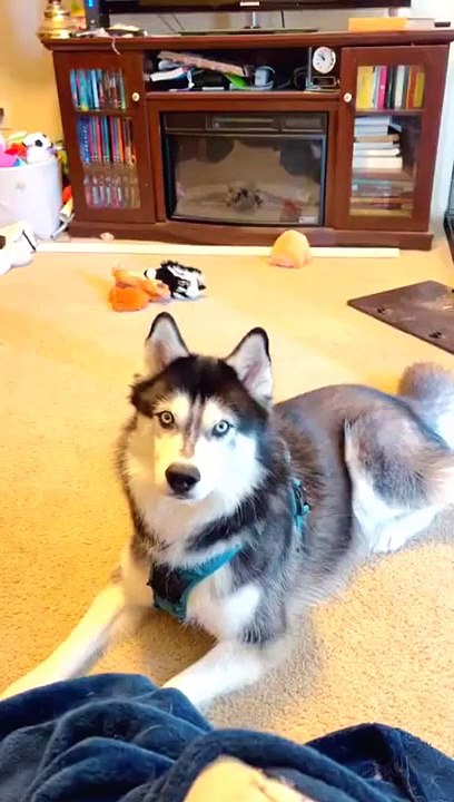 Funny Big Dog Videos 2021  very funny dog  It's time to LAUGH with Dog's life