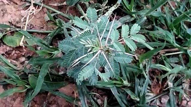 Indian Beautiful Tree || Beautiful Tree || Loving Small Plants. #beautifultree #tree #greenary #nature #naturelovers #shorts #shortvideo