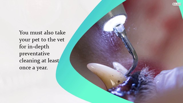 Typical Myths About Pet Dental Health That You Should Not Believe