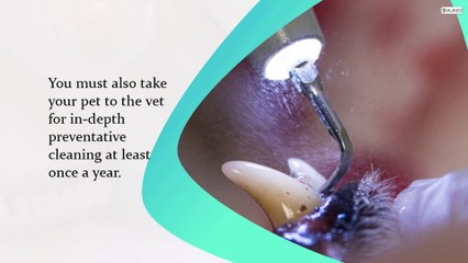 Typical Myths About Pet Dental Health That You Should Not Believe