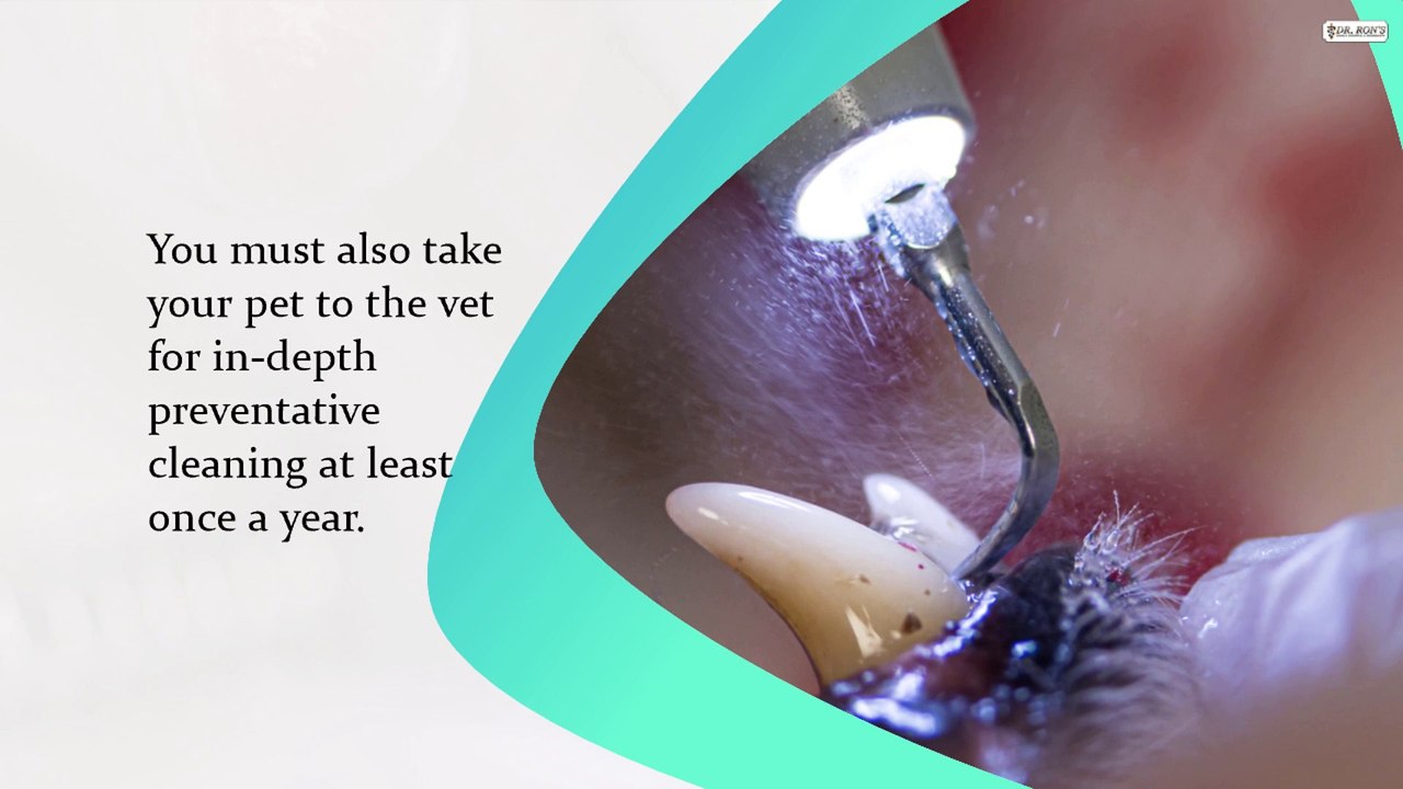 Typical Myths About Pet Dental Health That You Should Not Believe