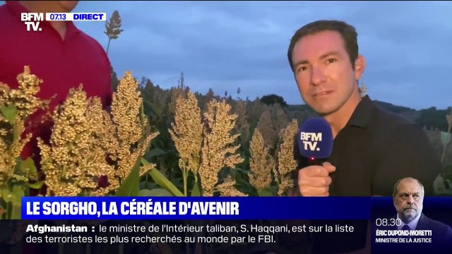 Des agriculteurs du Sud-Ouest misent désormais sur le sorgho, une céréale venue d'Afrique
