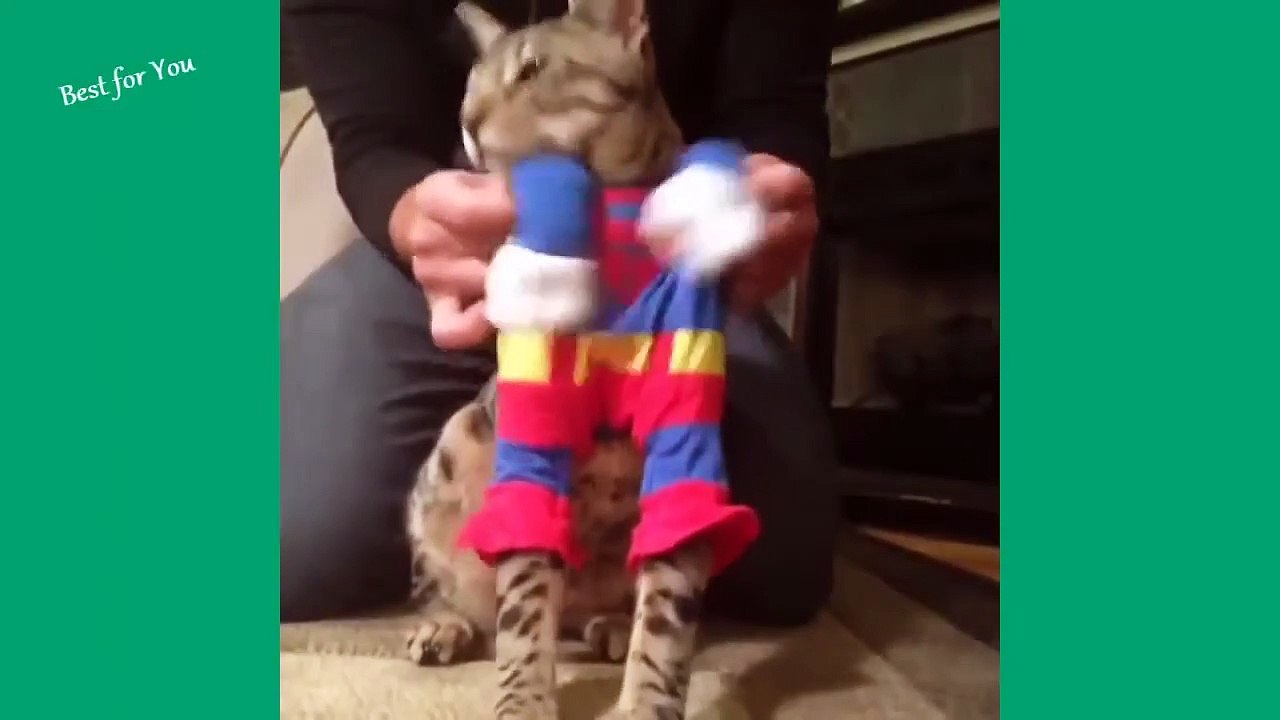 Funny Cat #1