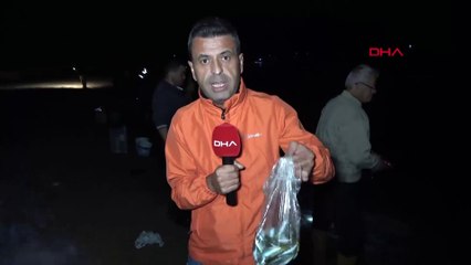 Tonlarca balık kıyıya vurdu! Kovasını alan sahile akın etti