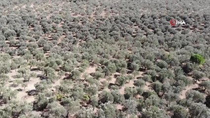 Yüksek teknoloji ile zeytinlikler daha az ilaçla korunacak