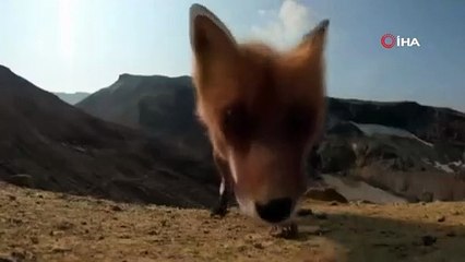 Rusya'da bir tilki yanardağı görüntüleyen kamerayı kapıp kaçtı