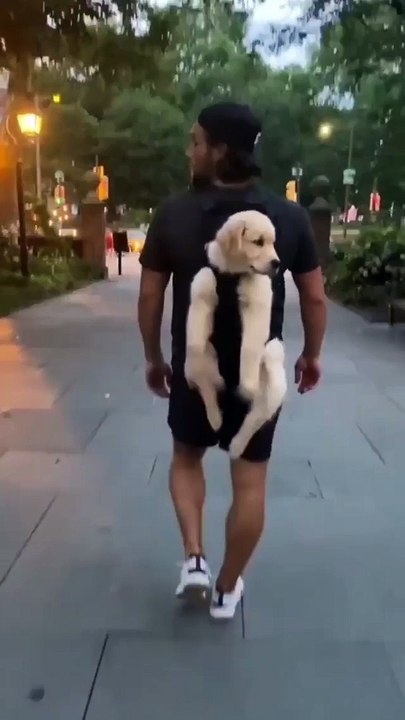 My dog is going for site seeing