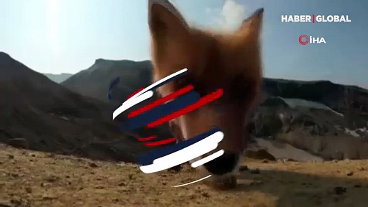 Hırsız tilki çekim yapan kamerayı çaldı