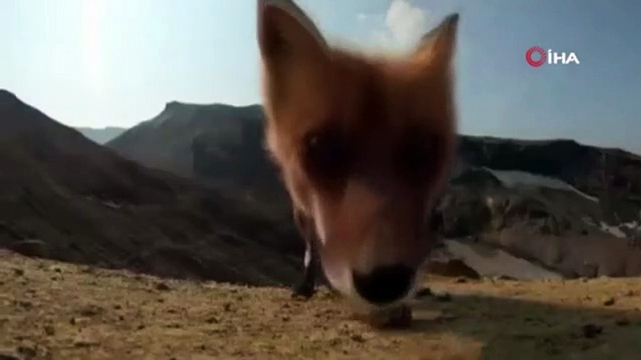 Çekim yapan kamera tilki tarafından böyle kaçırıldı