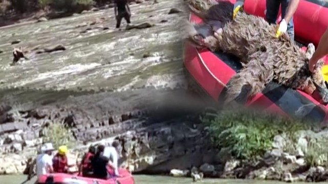 Zap Suyu'nda sürüklenen ayıyı rafting ekibi kurtardı